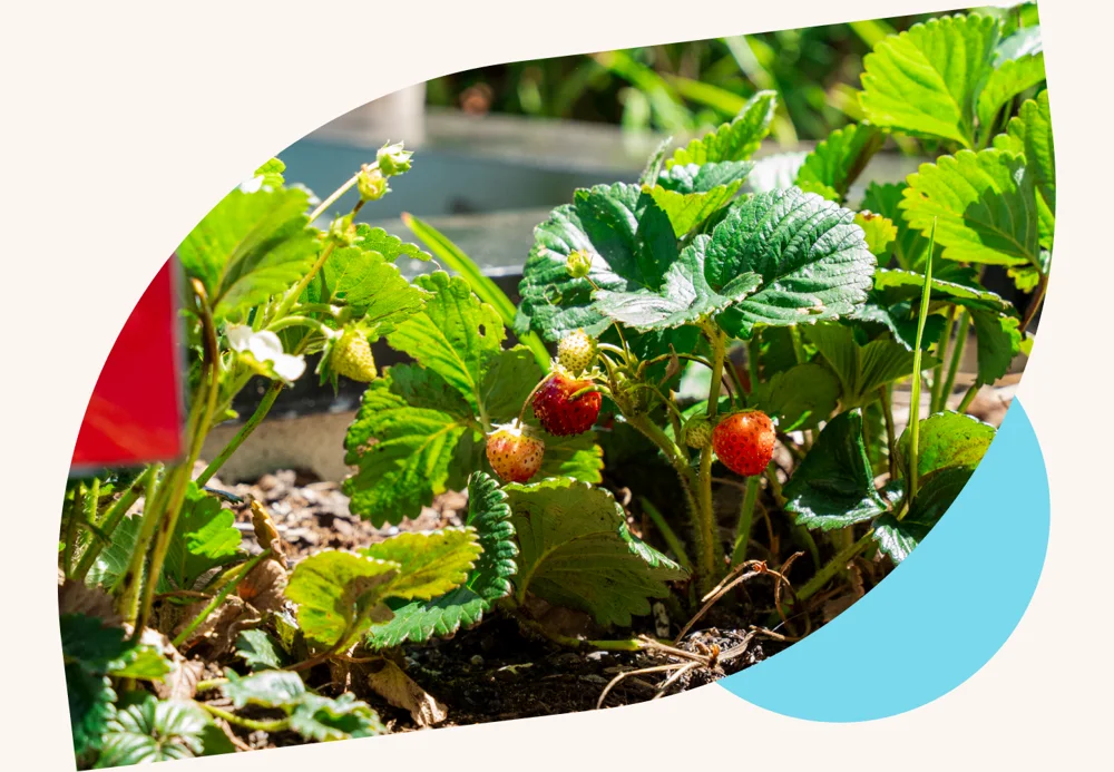 Children exploring a garden with strawberry plants